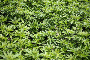 Hemp field on a bright sunny day.. Cannabis sativa.