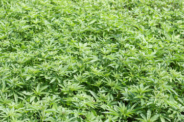 Hemp field on a bright sunny day.. Cannabis sativa.