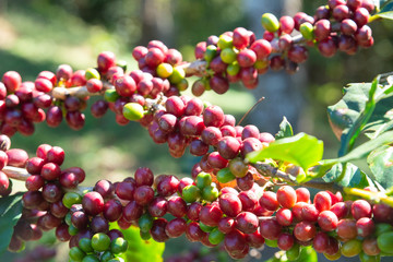 Fresh red coffee berries beans background.arabica coffee berries in organic coffee plantation