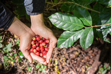 Fresh red coffee berries beans in coffee plantation.arabica coffee berries with agriculturist hands.