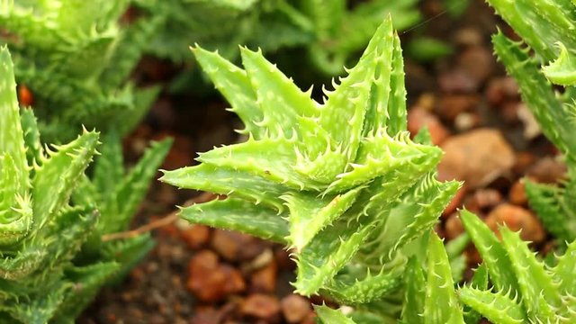 Beautiful succulent  in the garden , Chiangmai Thailand