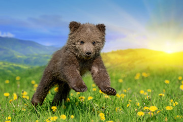 Brown bear cub playing on the summer field