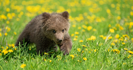 Brown bear cub playing on the summer field © byrdyak