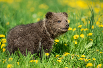 Brown bear cub playing on the summer field
