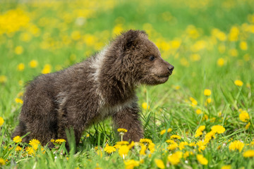 Brown bear cub playing on the summer field