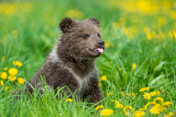Brown bear cub playing on the summer field © byrdyak