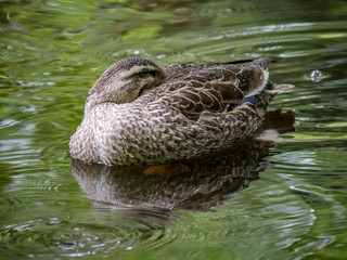 Spot billed duck in the rain 7