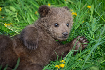 Obraz premium Brown bear cub playing on the summer field