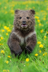 Brown bear cub playing on the summer field