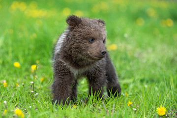 Naklejka na ściany i meble Brown bear cub playing on the summer field