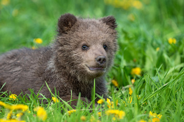 Brown bear cub playing on the summer field