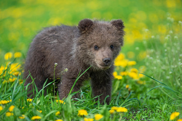 Obraz premium Brown bear cub playing on the summer field