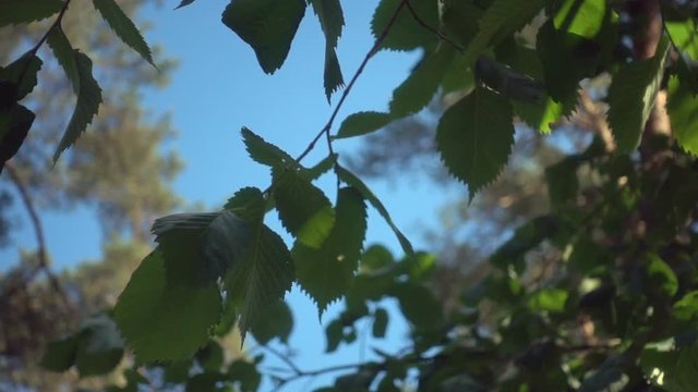 Green leaves background. Summer branch with fresh leaf. Slow mo