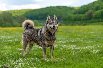 Dog stands in the grass with white little flowers