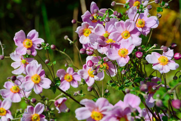 シュウメイギクの可憐な花が咲く