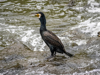 Japanese cormorant in the Sakai River 4