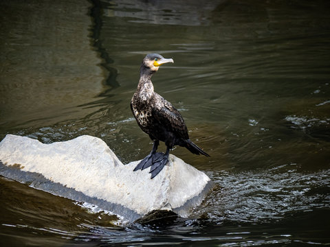 Japanese cormorant standing on concrete 7