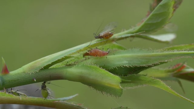 video shows an adult aphid with wings sucking on a rose plant 
