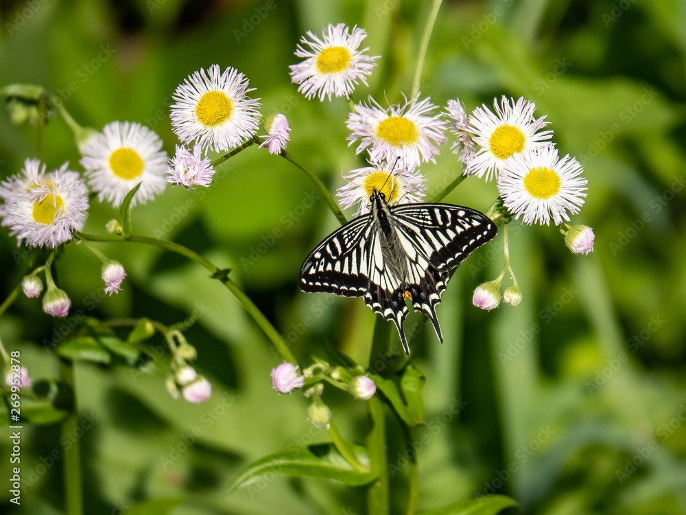 Poster chinese yellow swallowtail butterfly on white flowers 1