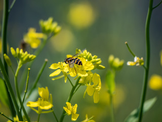 common flower fly on yellow flowers 1