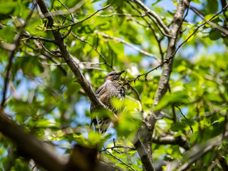 brown-eared bulbul in green leaves