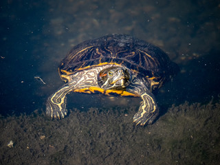 red eared slider in a Japanese pond