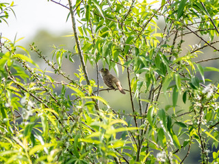 Japanese bush warbler singing in a tree 1