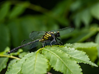 Gomphus melaenops dragonfly on a leaf 3