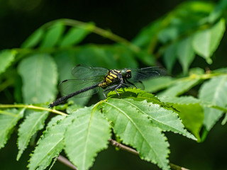 Gomphus melaenops dragonfly on a leaf 4