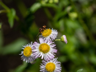Obraz premium nomad bee on white fleabane flowers 1