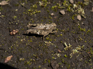 tetrix japonica grasshopper beside a field 1