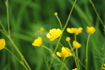 Fototapeta premium yellow flowers in the garden