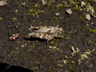 tetrix japonica grasshopper beside a field 2