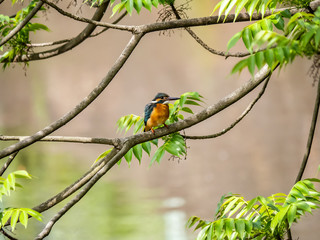 Common Kingfisher perched in a tree 3