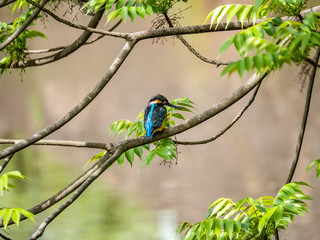 Common Kingfisher perched in a tree 5