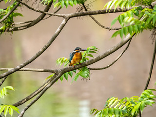 Common Kingfisher perched in a tree 4