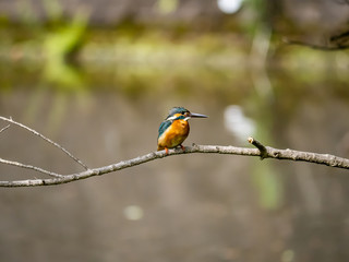 Common Kingfisher perched in a tree 7