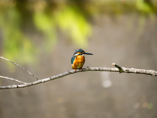 Common Kingfisher perched in a tree 9