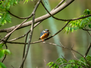 Common Kingfisher perched in a tree 11