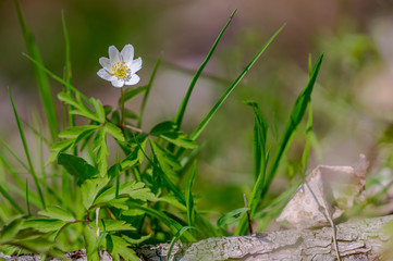grove wind flower in the green season forest