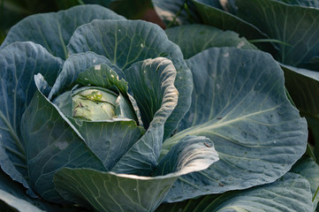 Obraz premium Cabbage plant headed out