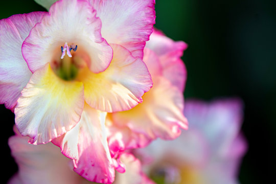 Pistel 이미지 – 찾아보기 69 스톡 사진, 벡터 및 비디오 | Adobe Stock