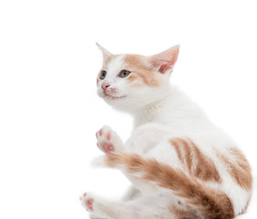 white kitten playing on a white background