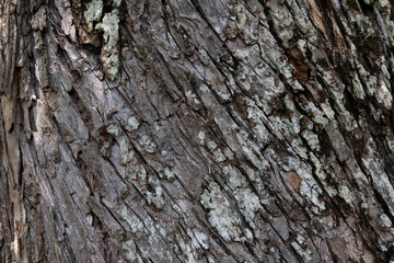 tree bark background - horizontal
