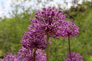 Allium Purple Sensation