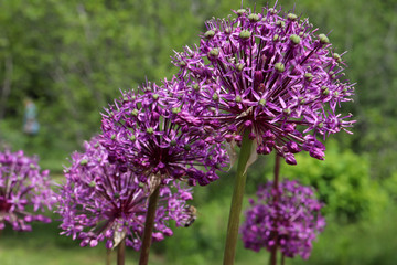 Fototapeta premium Allium Purple Sensation