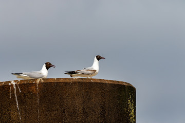 Pair of black headed seagulls sitting on a bollard in a harbour at the north sea in germany