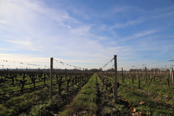 Fototapeta na wymiar Vin de bordeaux médoc vigne