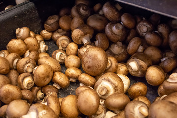 A tray full of baby bella or crimini mushrooms
