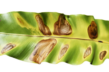 Bright and dark on convex and concave surface of green leaf isolated on white background , Brown...